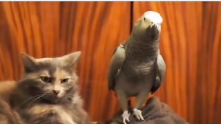 Funny Parrot Viral Video 8
