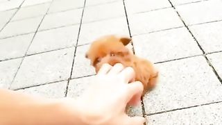 Cute animal 12