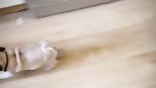 Happy Pets