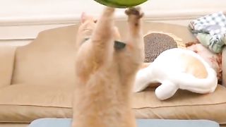 Funny Cat Viral Video 99