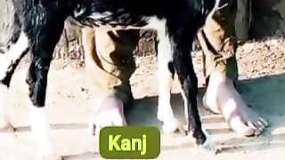 Goats for sale in Pakistan
