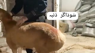 Sheep for sale