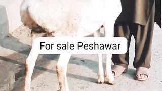 Turkey sheep for sale