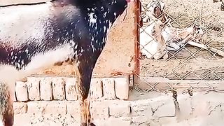 Goats for sale in Pakistan 2