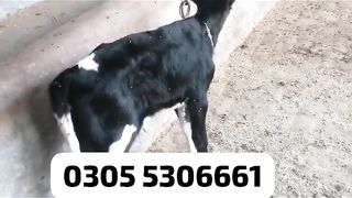 Top quality animal for sale