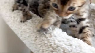 Happy animal