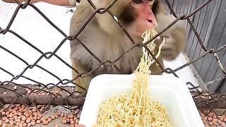 Funny Monkey Viral Video 112