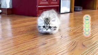 This cat's behavior is very adorable and funny