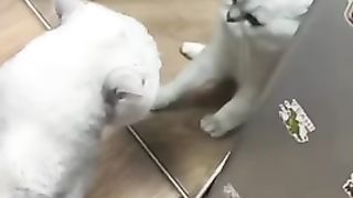 an angry white cat looks very adorable
