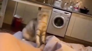 This cat lost control looks very cute