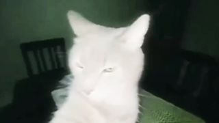 Hilarious White Cat Selfie Photo