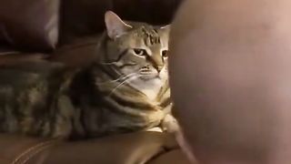A cat with an amazing face