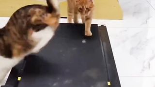 Orange Cat Trying Out Fitness Equipment