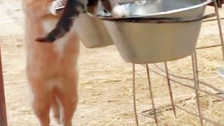 Orange Cat and Striped Cat have been observed drinking cow's milk