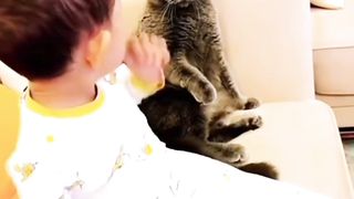 Look at The Gray Cat's Cute Facial Expression