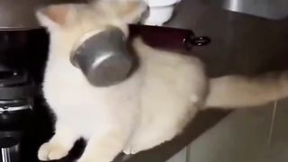 There's just something about the Orange Cat behavior
