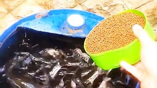 FISHPOND SA IBANG BANSA WALA SA LUPA NASA BALDE AT DRUM