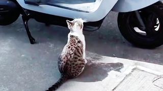 Cat Version of Happiness Is Simple