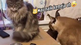 Big Cat Are Afraid of Small Cat