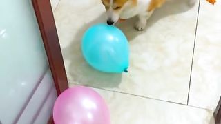 Bola de cachorro