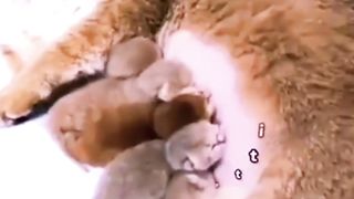 Sacrifice and Heavier Burden Cat Version