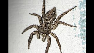 The photo of the small spider on the wall is clearly visible with a macro lens