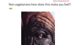Poor cow
