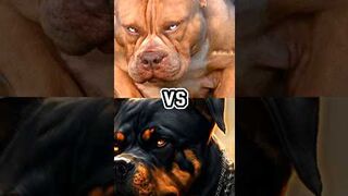 PITBULL VS ROTTWEILER, DOBERMAN, AMERICAN PITBULL,WOLFDOG,MOST DANGEROUS DOG BREED