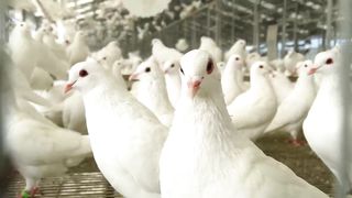 Millions of Pigeons Farming For Meat in China ????️ - Pigeon Meat Processing in Factory