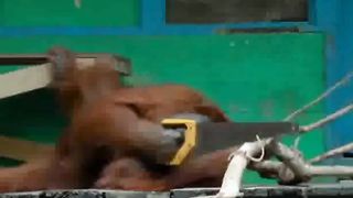 otan The Orang Utan