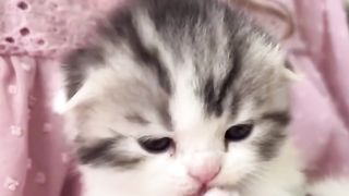 This cat is just annoying