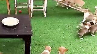 Funny cute baby dogs