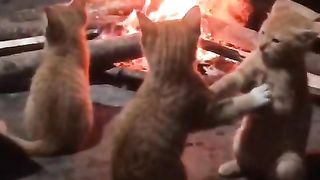 Kucing yang sedang bermain