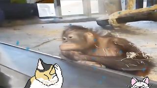 Magic Trick To Little Monkey