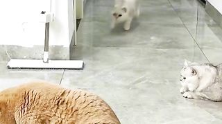 lucu sekali