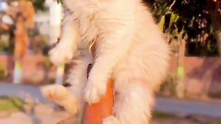 Cat for sale in Pakistan