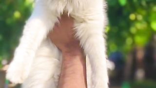 Cat for sale in Pakistan and Bangladesh