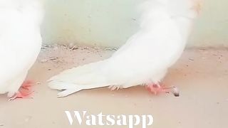 Pigeon for sale in Pakistan 12