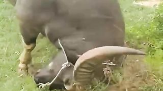 funny buffalo