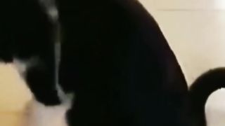 #Try not to laugh - about cats