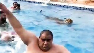 #Try not to laugh - afraid of tiger