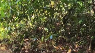 Ubatuba Litoral Norte de São Paulo 2