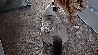 cute cat's adorable behavior