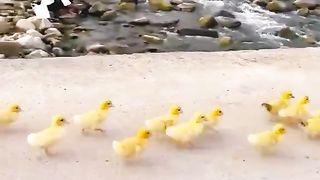 A cute duck is chasing a dog