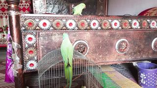 beautiful parrot bird  talking male and female,cute parrots calling