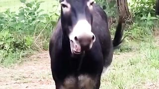 #Try not to laugh - the greatest translation of the century