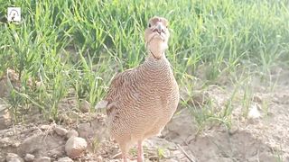 teetar awaz,pheasant sound,partridge sound,teetar ki awaaz
