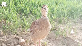 teetar voice,teter awaz,dakhni teetar sound,francolin bird sound