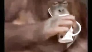 Monkey enjoy the Coffee drink