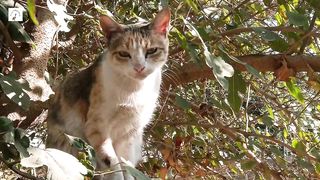 the cat sits ready to hunt,cute cat falls asleep